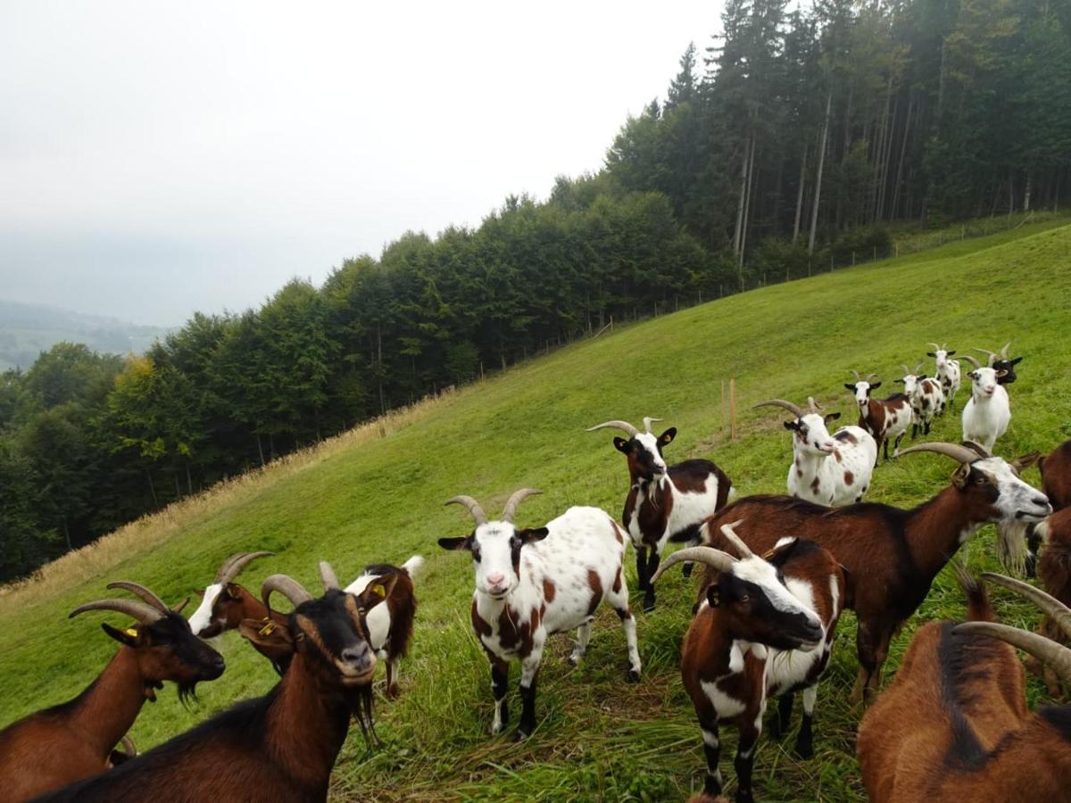 Biohof Schwanser Steinbach am Attersee Esterno foto