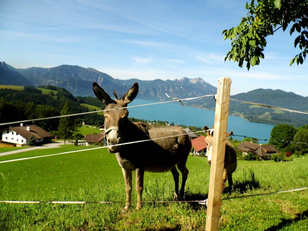 Biohof Schwanser Steinbach am Attersee Esterno foto